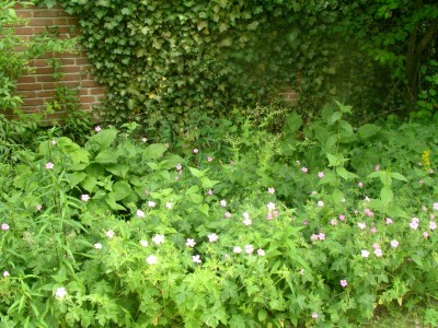 offener Garten 010.JPG