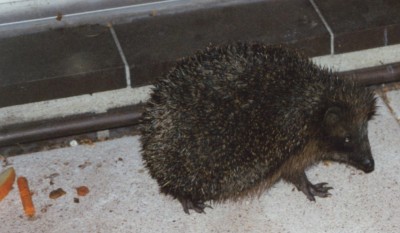 Igel 1.jpg