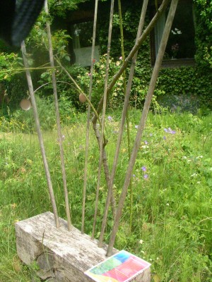 offener Garten 011.JPG