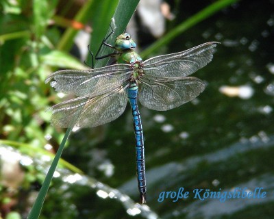Große Königslibelle w.jpg