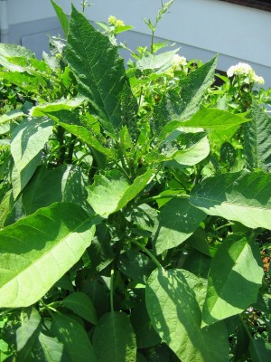 Größenänderung IMG_2182.JPG