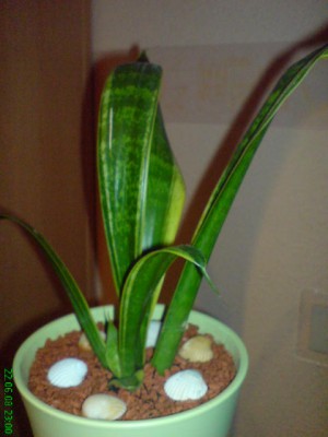 DSC00411.JPG