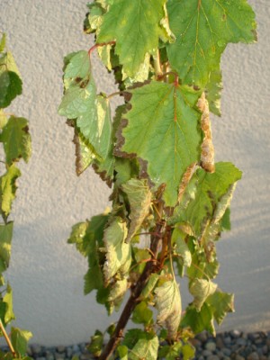 Bild 598.jpg