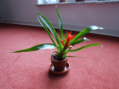 DSCF0709.JPG