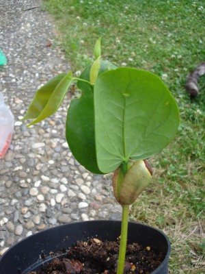 Juni 2008 011.jpg