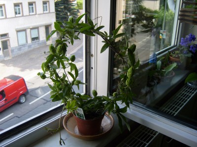 Passi caerulea (5).JPG
