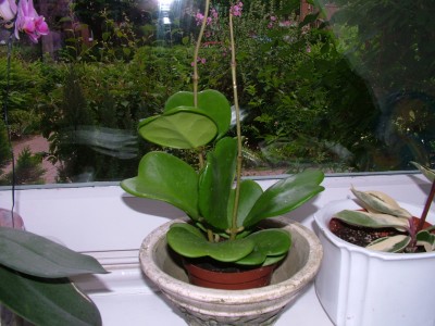 DSCF2443.JPG
