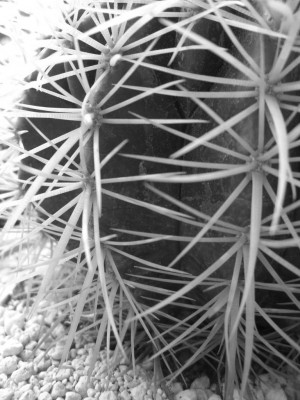 Echinocactus grusonii s&amp;w.jpg