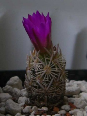 Escobaria minima Blüte 5.jpg