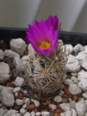 Escobaria minima Blüte1.jpg