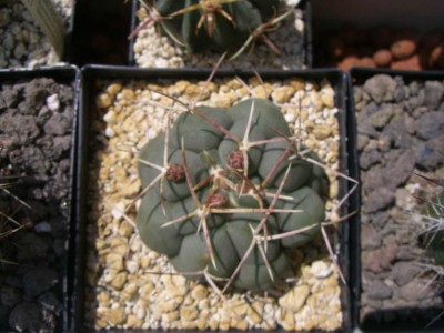 Thelocactus hexaphodrous Knospen.jpg