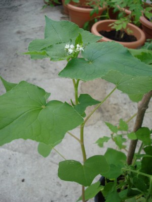 Juni 2008 024.jpg