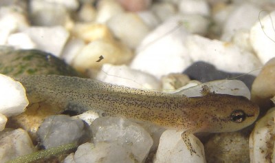 08-05.04.2007 molchlarve.jpg