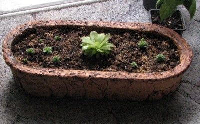 Schale mit Karnovoren Fettkraut.jpg