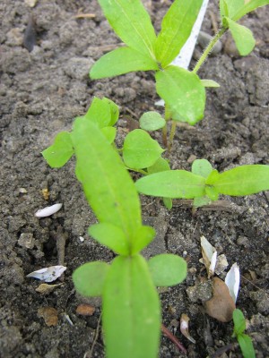 IMG_6620 Zinnie Old Mexico.JPG