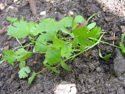 IMG_6618 Koriander.JPG