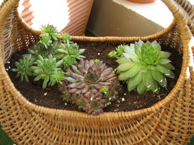 sedums.JPG