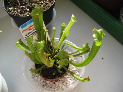 fleischi schlauchpflanze.JPG