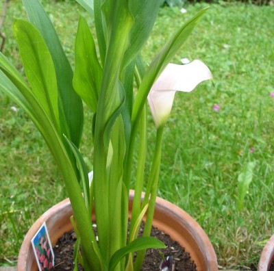 calla pink.JPG