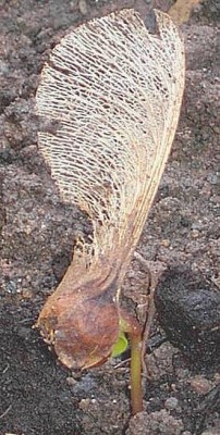 Feldahorn  Acer campestre.JPG