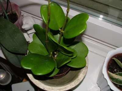 DSCF2445.jpg