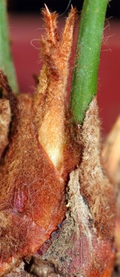 cycas.jpg