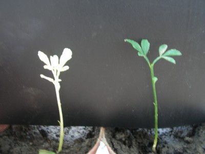 trifoliata.JPG