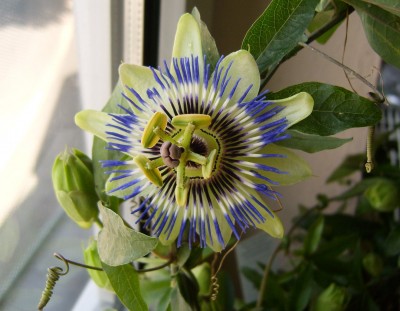 Passi caerulea (6) - Kopie.JPG