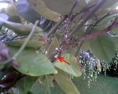 IMG00018a.jpg