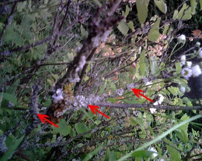 IMG00012a.jpg