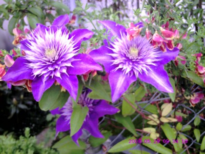 Clematis Stichgartl Mai2008 (2).JPG