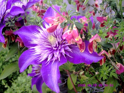 Clematis Stichgartl Mai2008.JPG