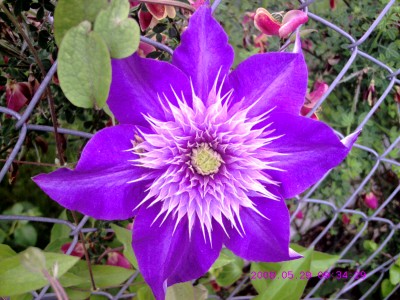 Clematis Stichgartl Mai2008 (3).JPG