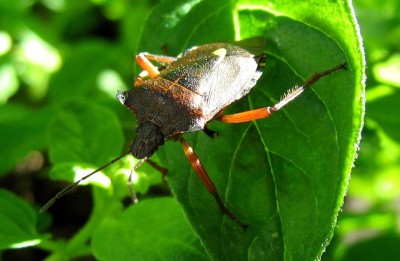 rotbeinige baumwanze.jpg