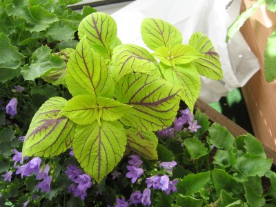 buntnessel.JPG