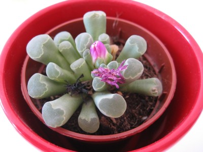 cactaceae.JPG