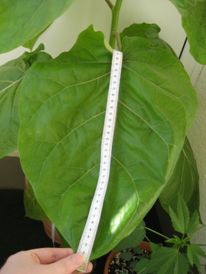 Blatt 24.06.2008.JPG