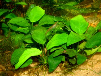 Anubias nana.JPG