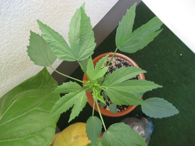 hibiskus unbekannt.JPG