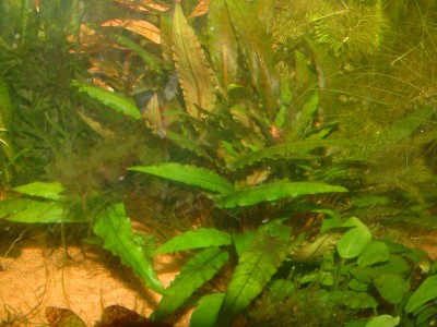 cryptocoryne.JPG