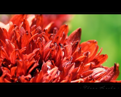 Untitled-12.jpg