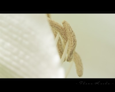 Untitled-17.jpg