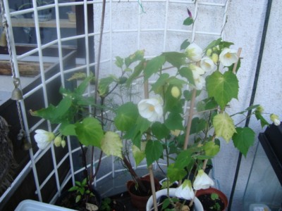 Abutilon weiß.JPG