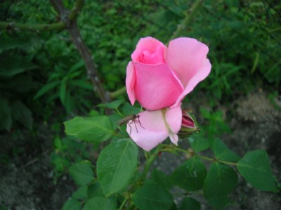 DSCN3360.JPG