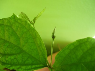 Kleine Prinzessin 013m.jpg