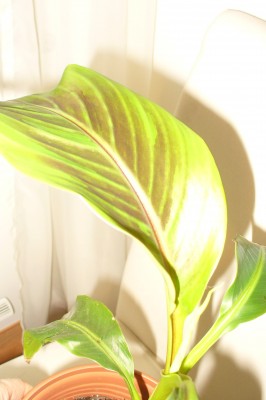 Musa Sikkimensis.JPG