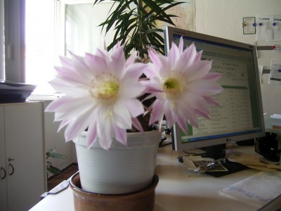 RIMG0155.JPG