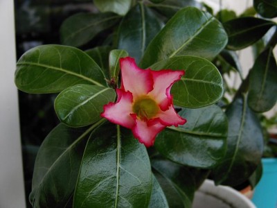 Wüstenrose12.JPG
