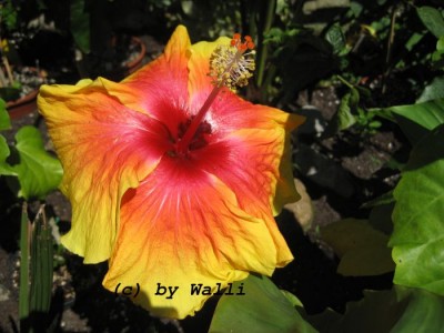 Hibi Bright Dawn.JPG