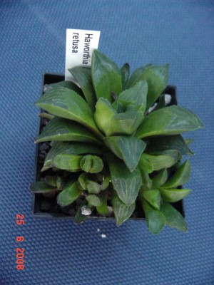Haworthia retusa.jpg